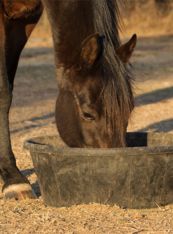 equine feed store